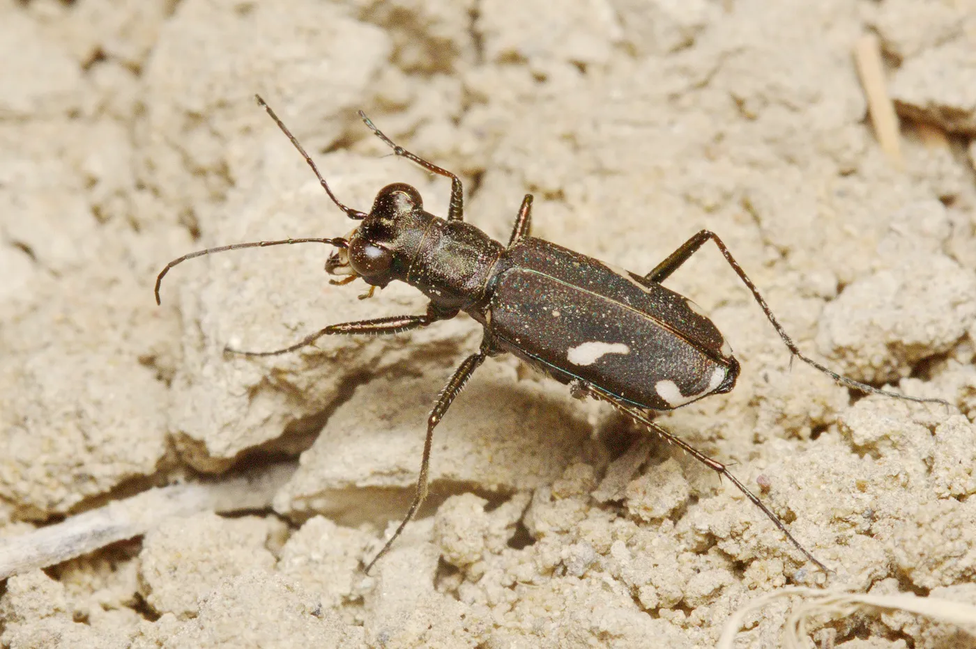 Cylindera obliquefasciata