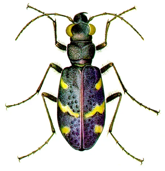 Cicindela sylvatica