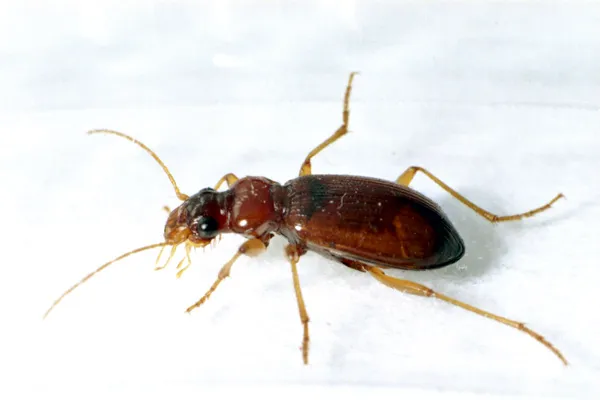Leistus terminatus