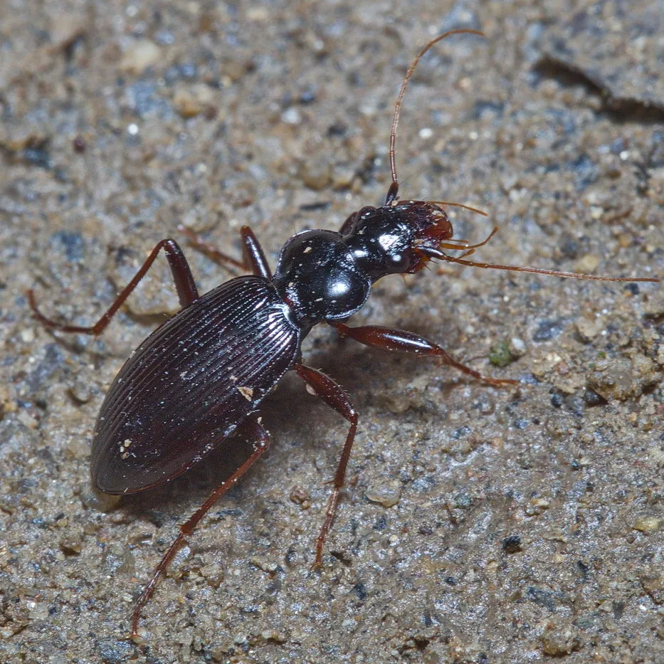 Leistus niger