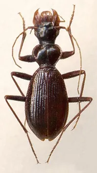 Leistus frater