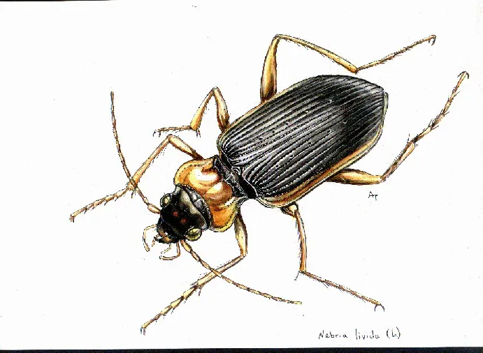 Nebria livida angulata
