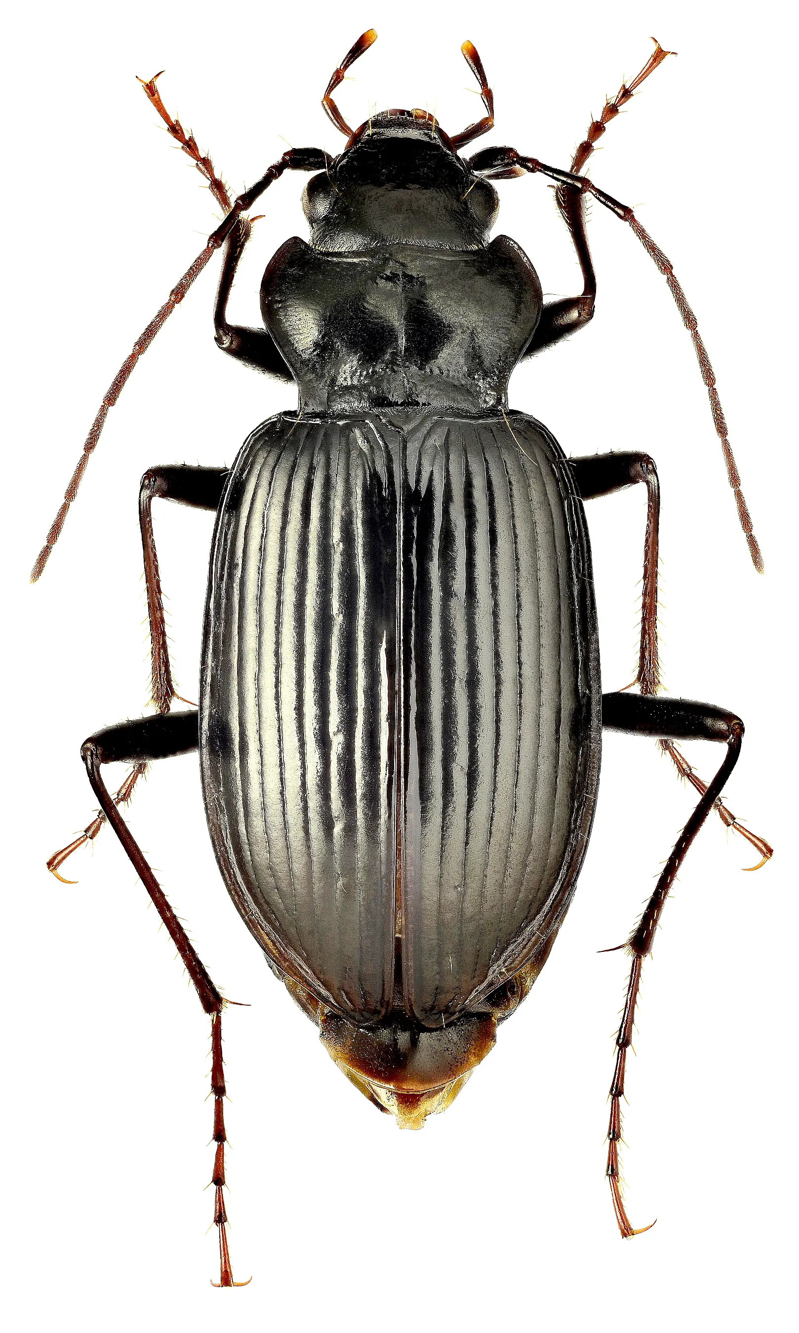 Nebria rufescens