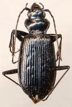 Nebria nivalis