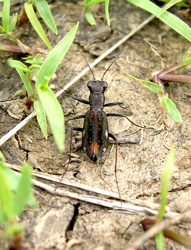 Cylindera gracilis