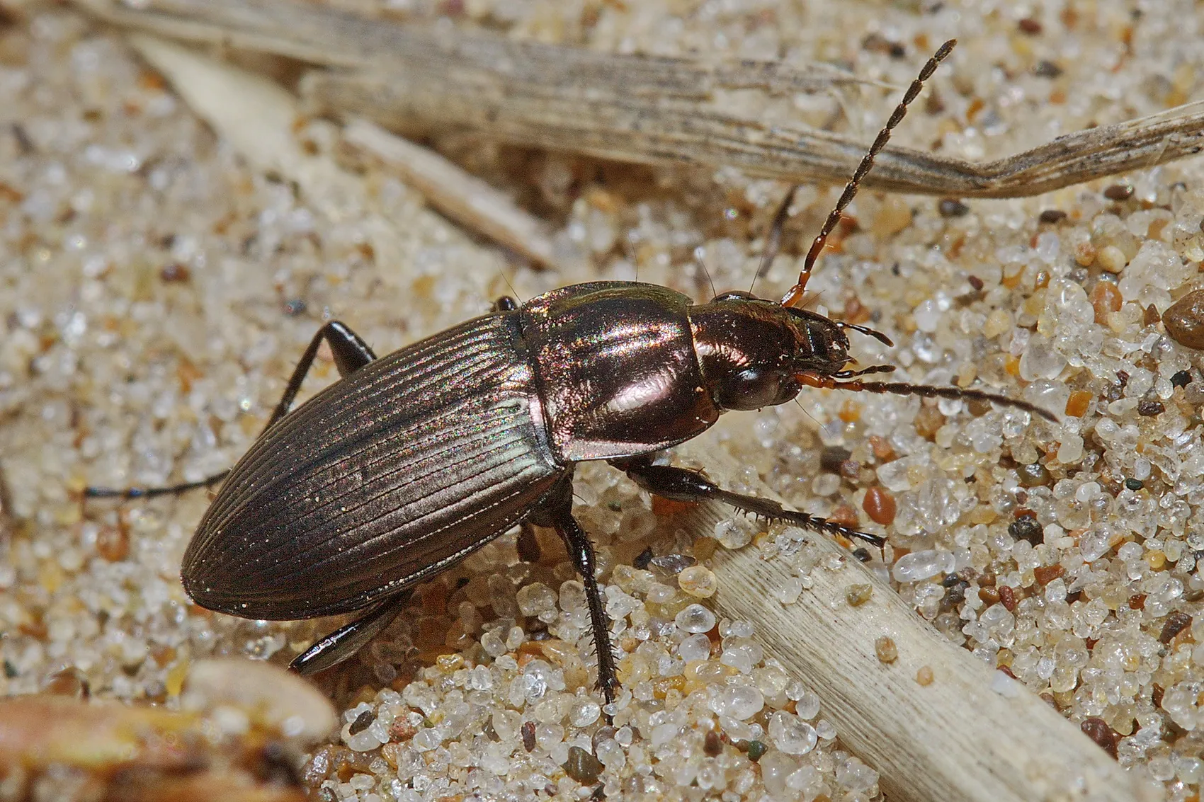 Poecilus