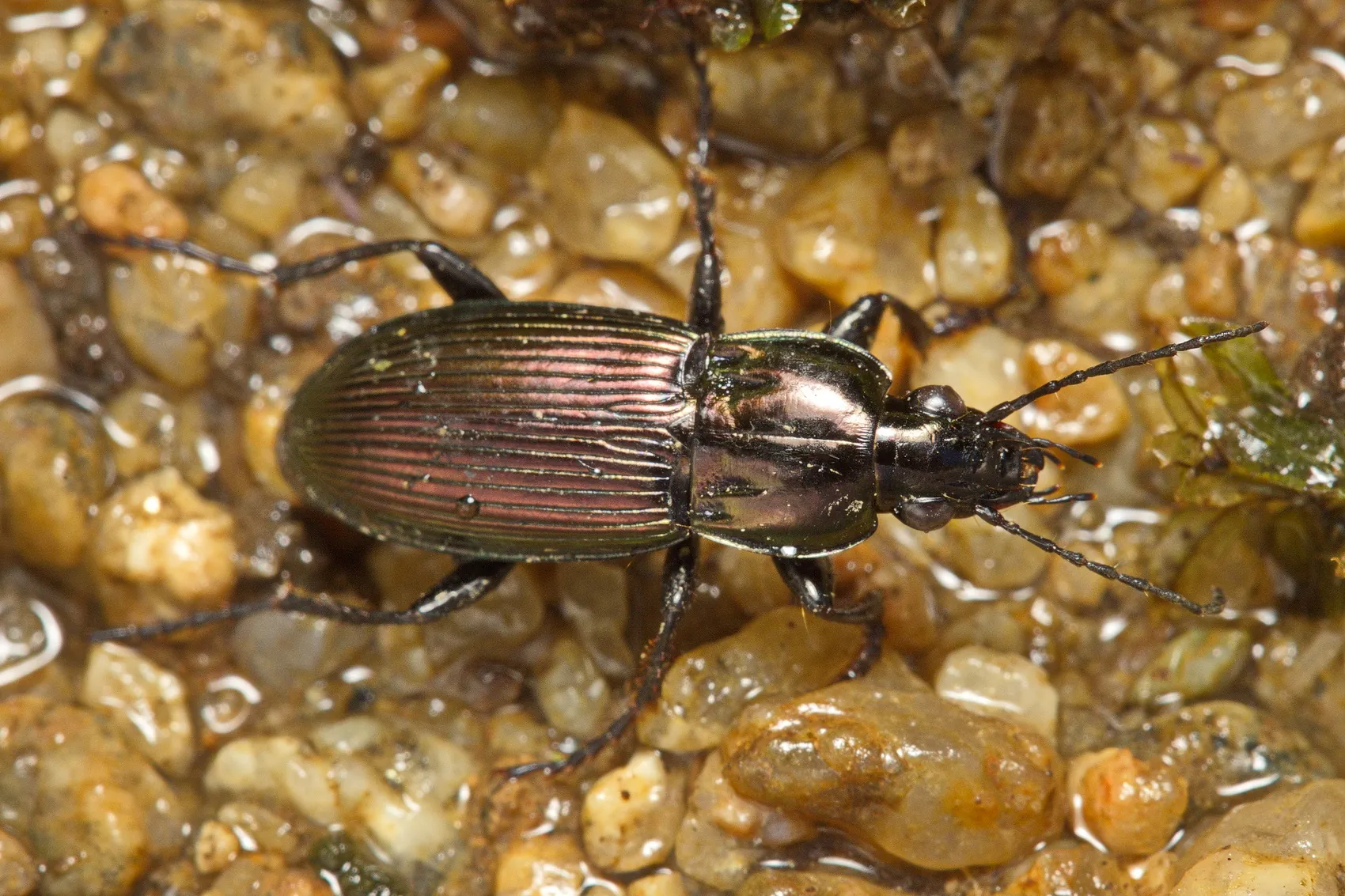 Poecilus fortipes