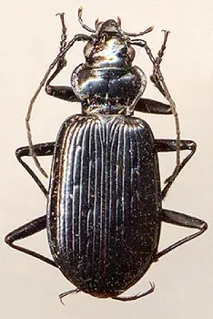 Nebria baicalica