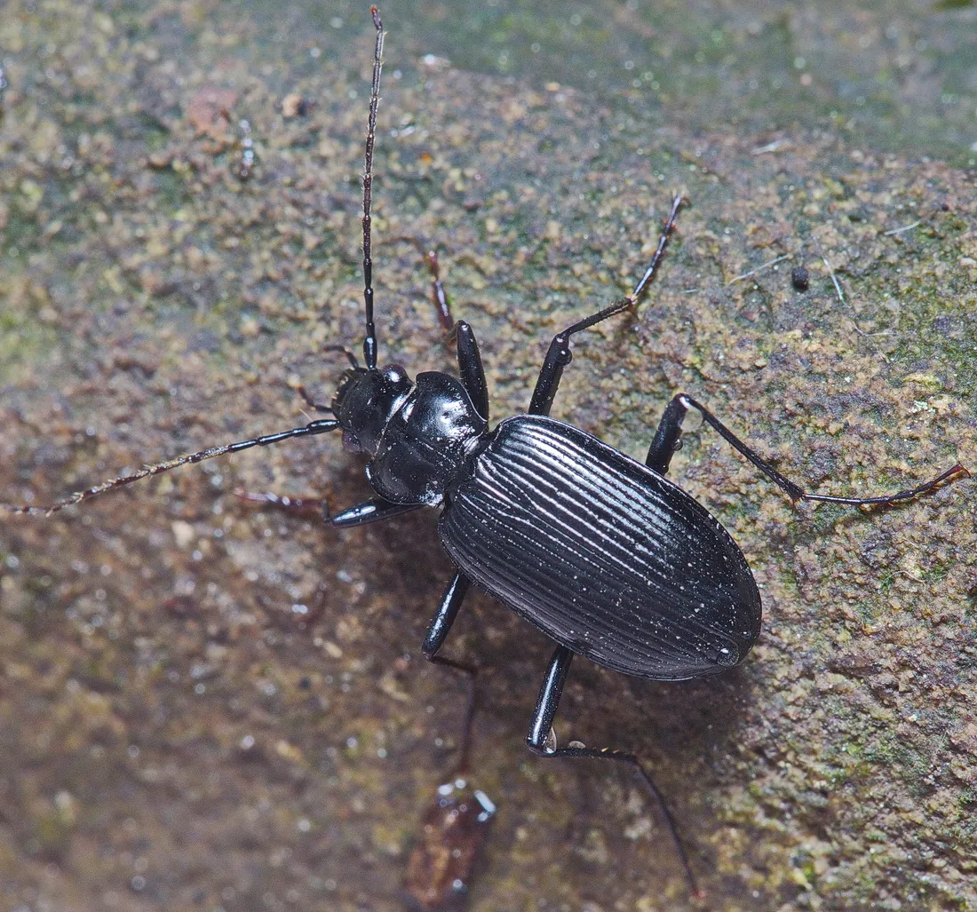 Nebria ochotica