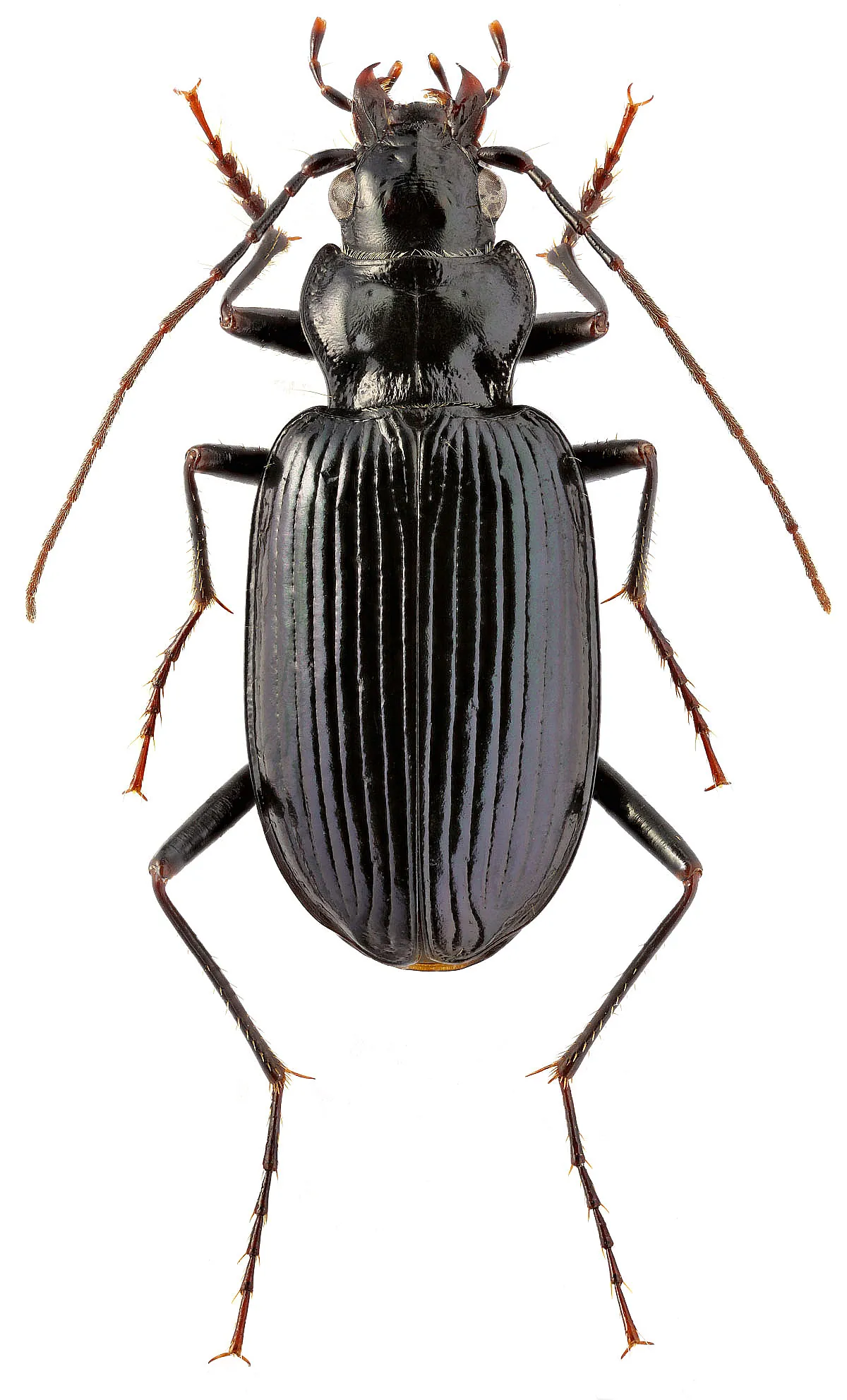 Nebria altaica