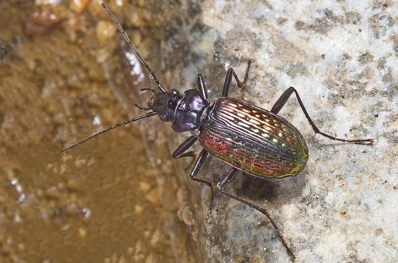 Nebria catenulata