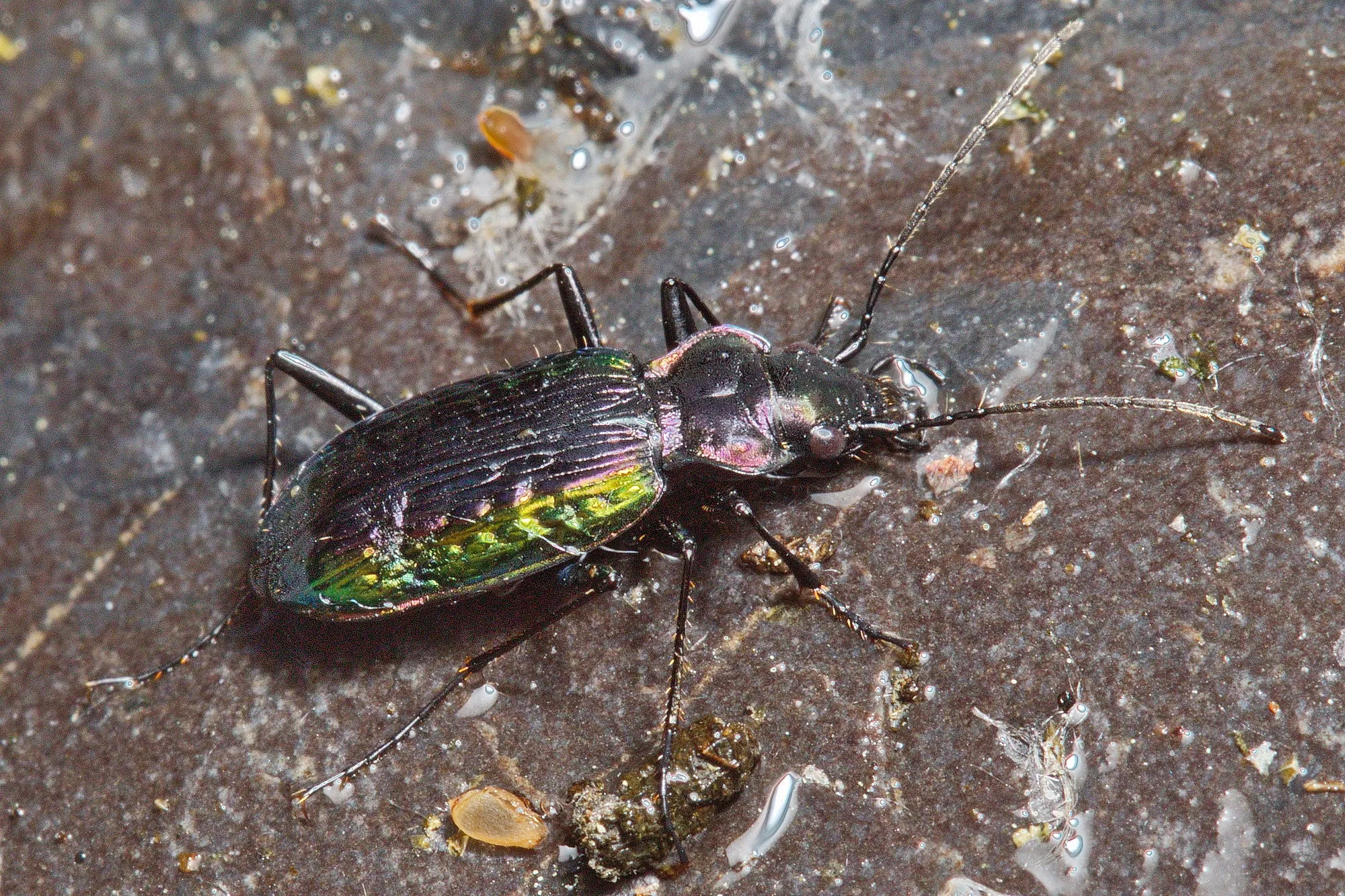 Nebria banksii