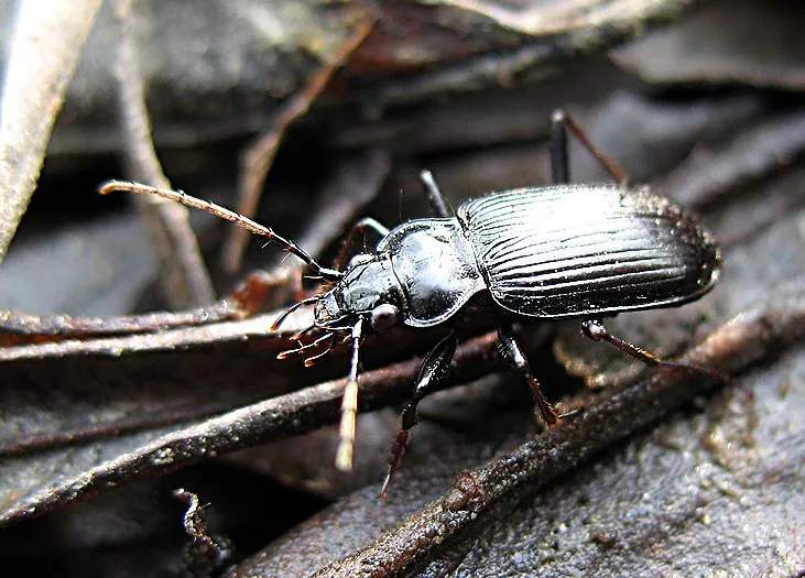 Cylindera mongolica