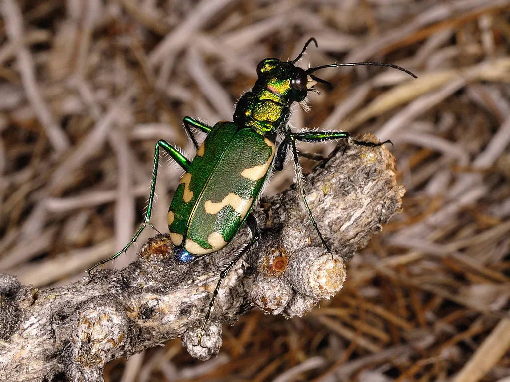 Cephalota chiloleuca