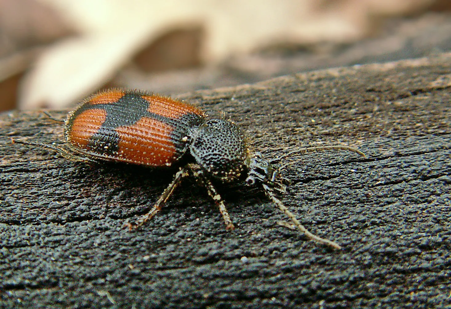 Panagaeus