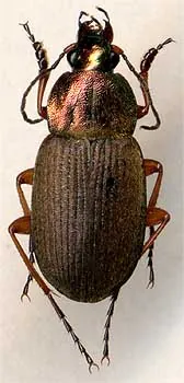 Chlaenius