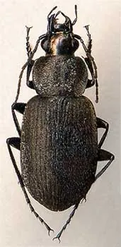 Chlaenius tristis reticulatus