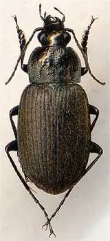Chlaenius alutaceus
