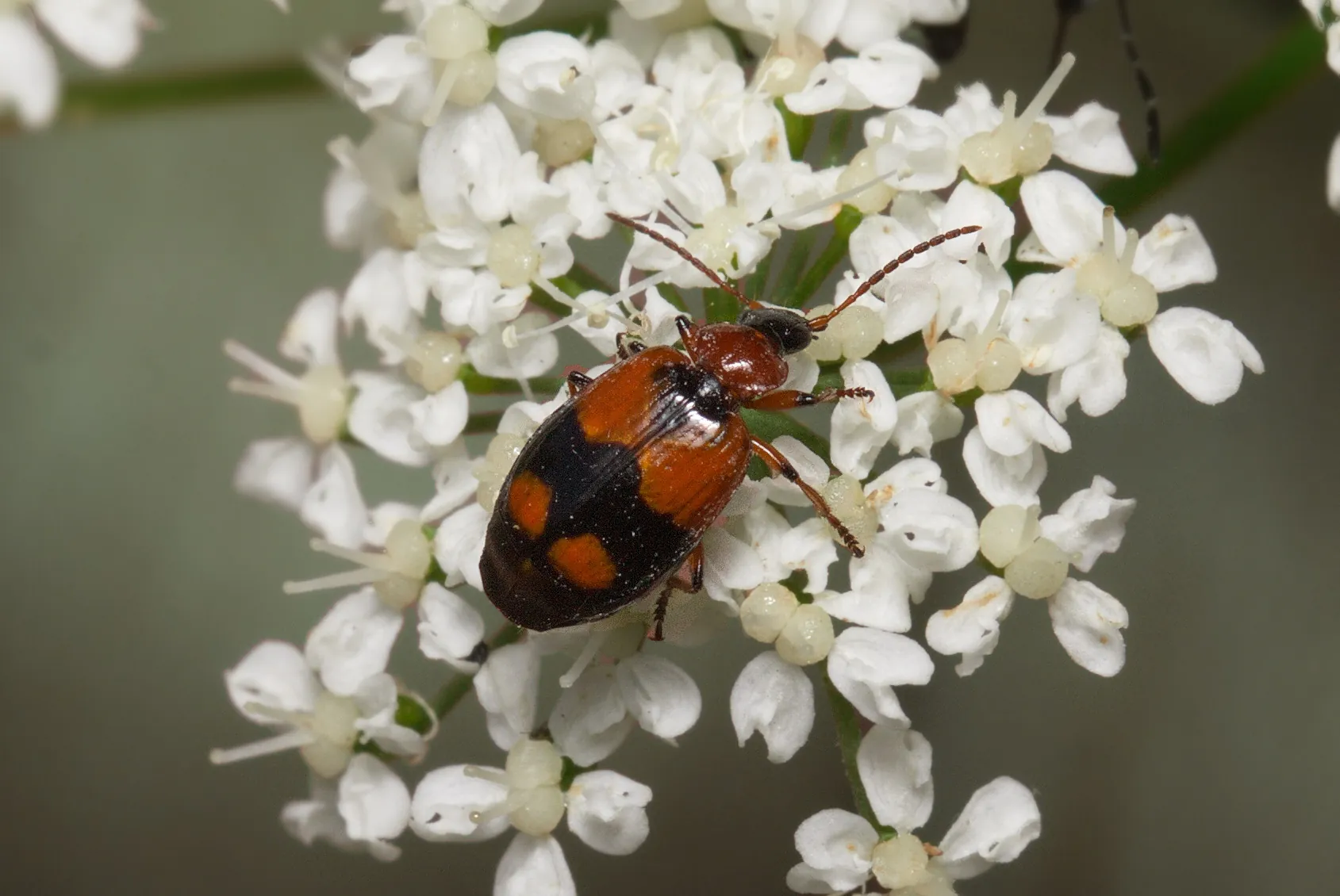 Lebia