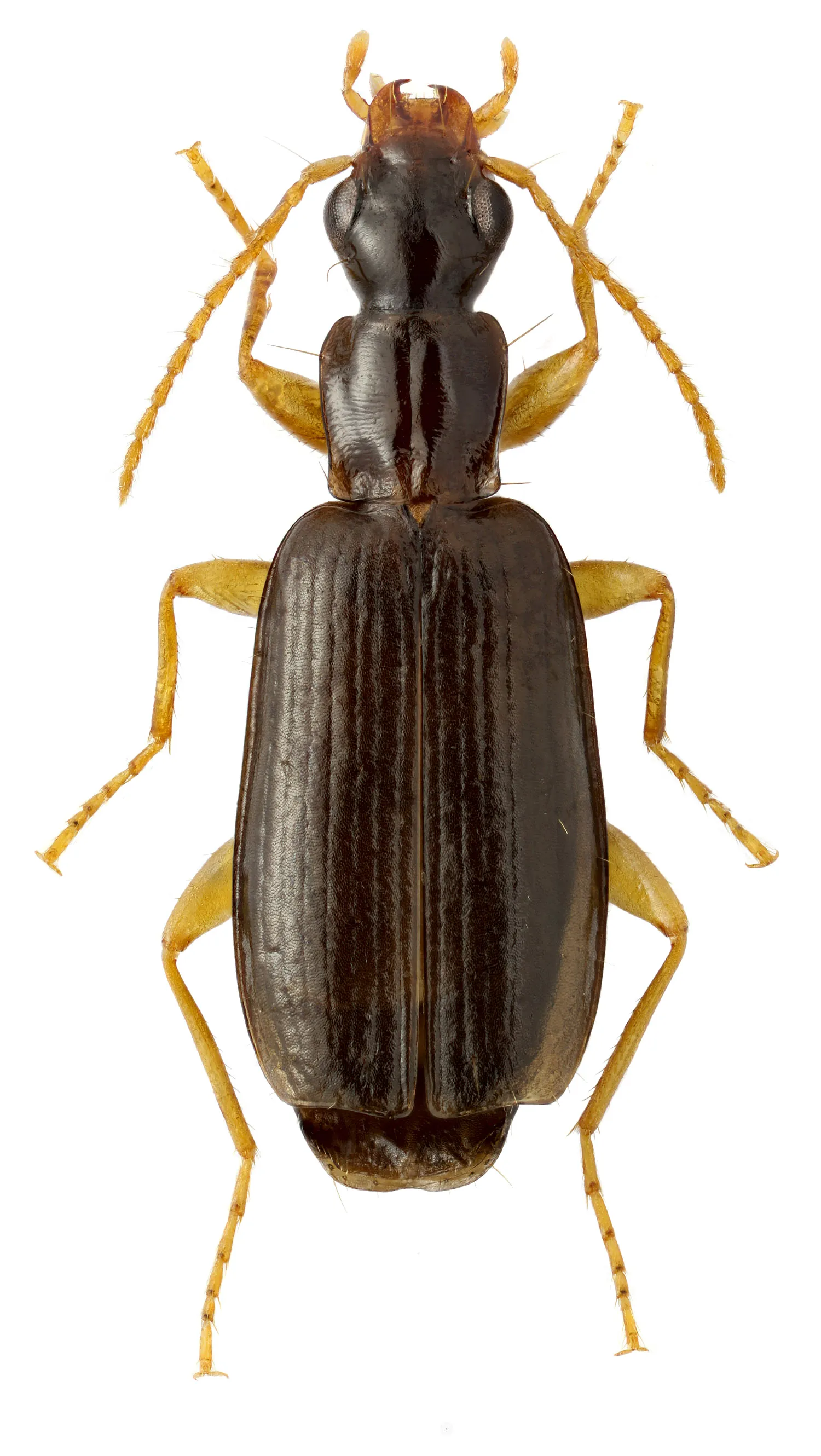 Dromius angusticollis