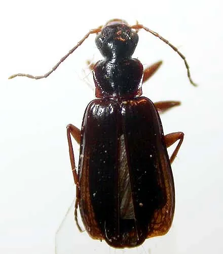 Dromius quadraticollis