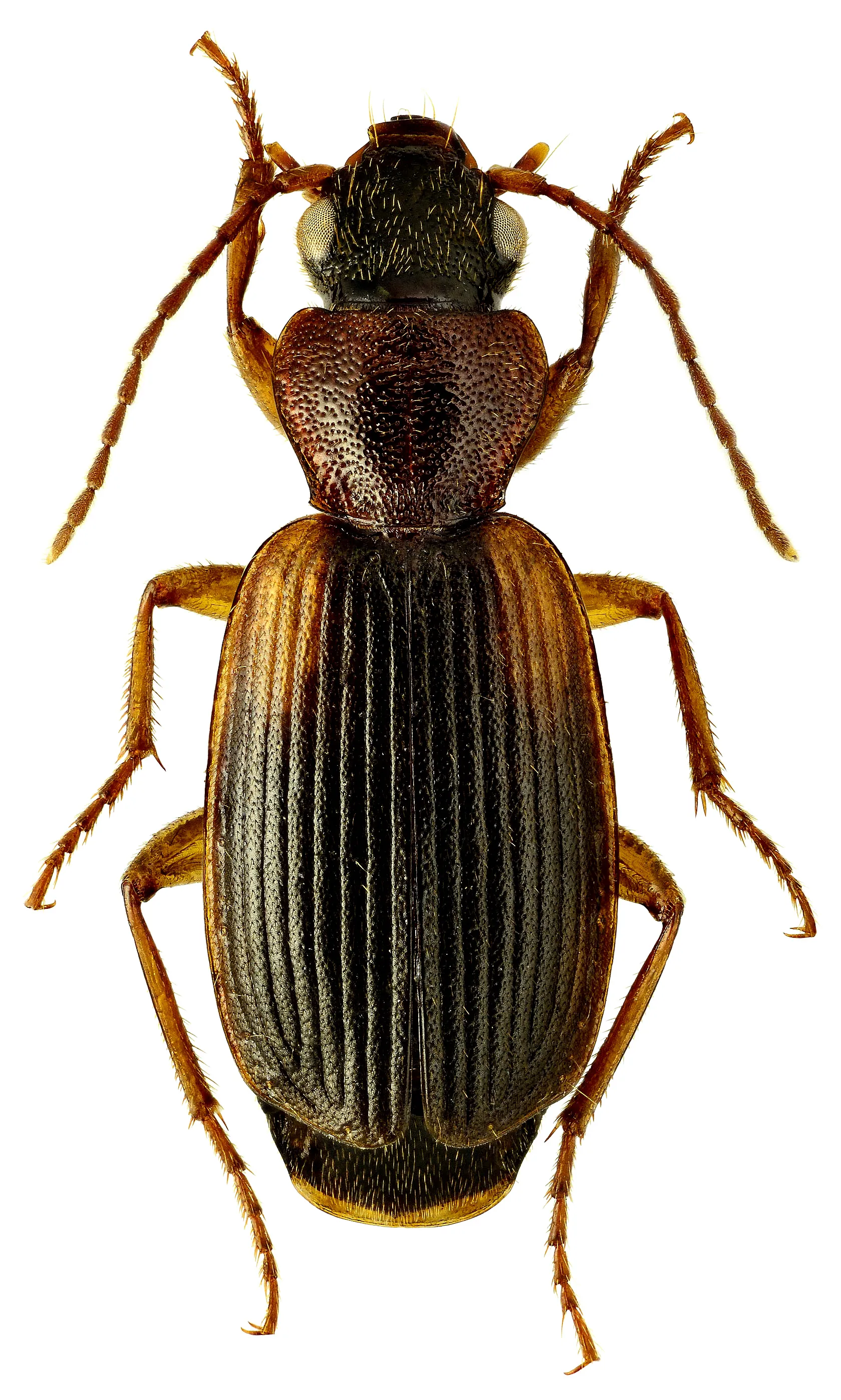 Cymindis angularis