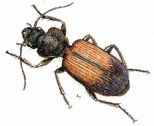 Cymindis faldermanni