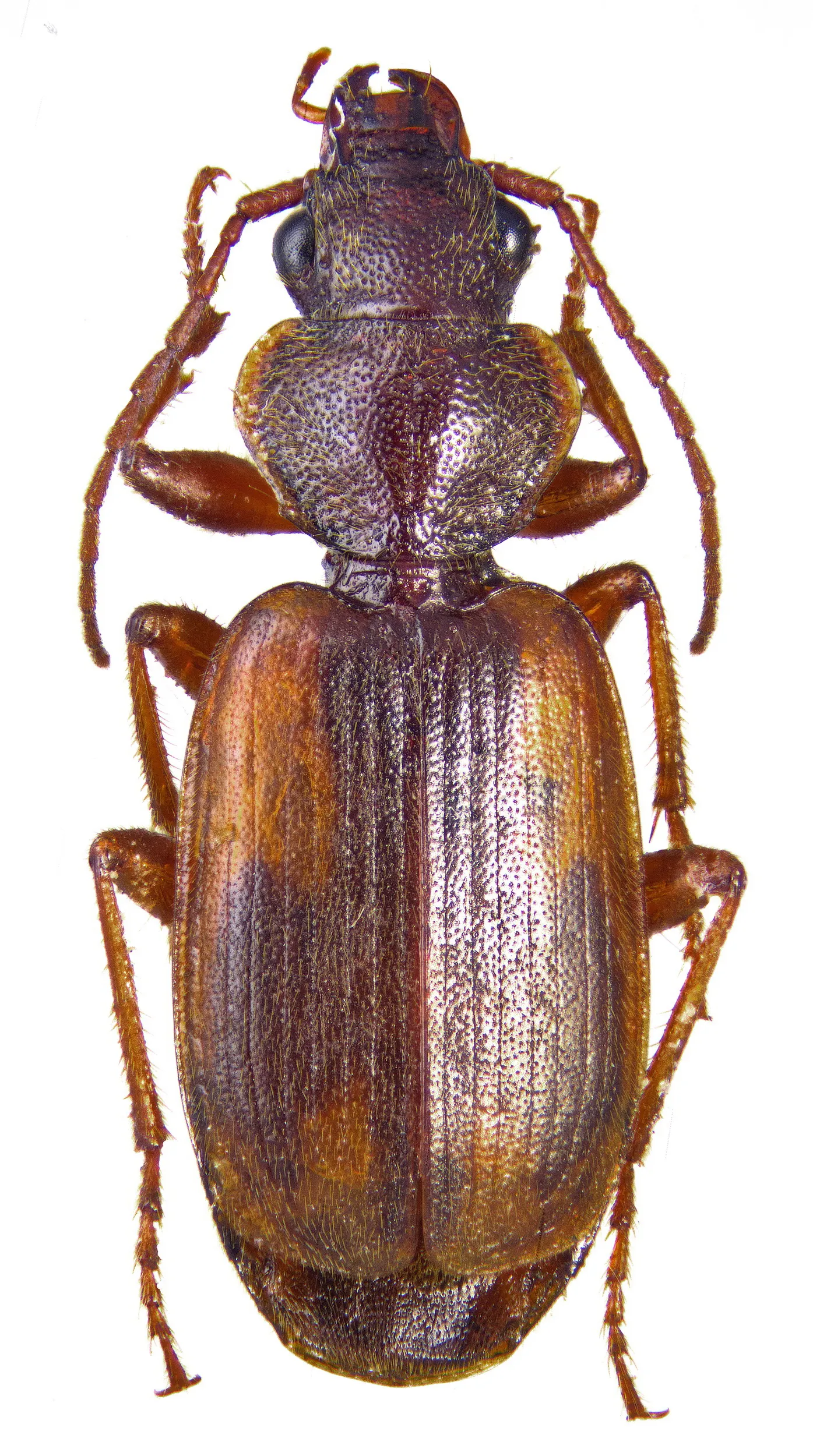 Cymindis equestris