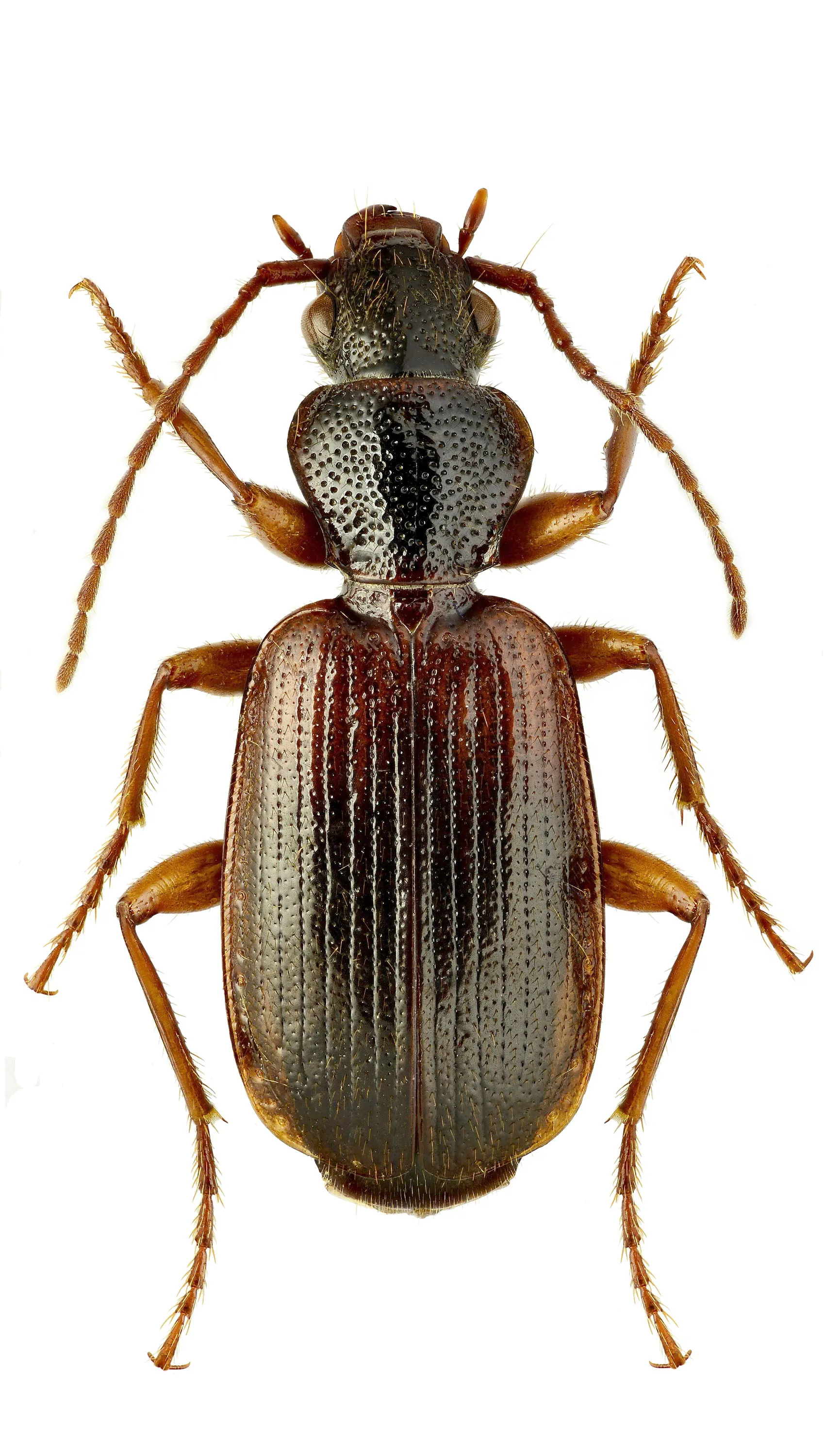 Cymindis vaporariorum