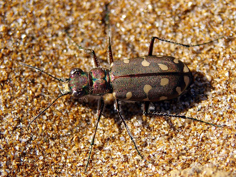 Calomera littoralis peipingensis