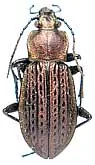 Carabus