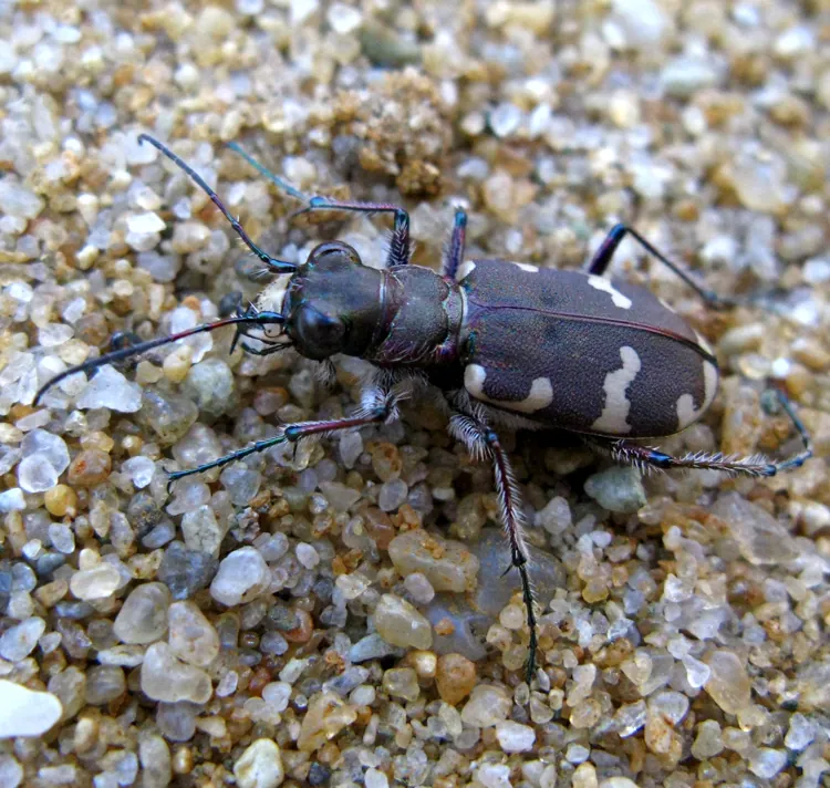 Cicindela hybrida