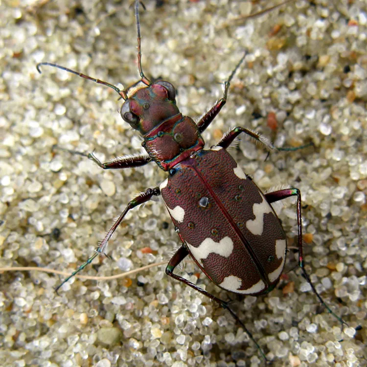 Cicindela restricta