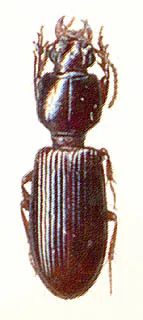 Clivina