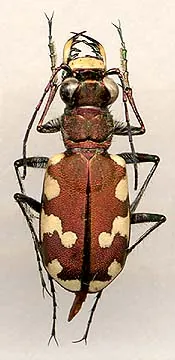 Cicindela transbaicalica